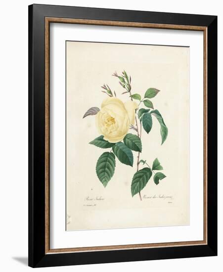 Yellow Rosa Indica-Pierre-Joseph Redouté-Framed Giclee Print