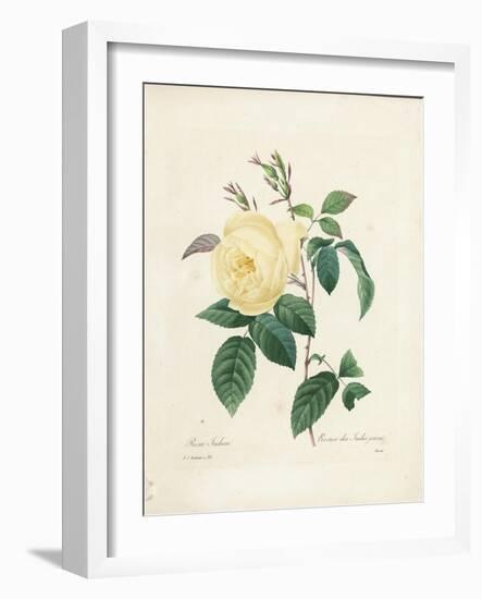 Yellow Rosa Indica-Pierre-Joseph Redouté-Framed Giclee Print