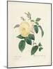 Yellow Rosa Indica-Pierre-Joseph Redouté-Mounted Giclee Print