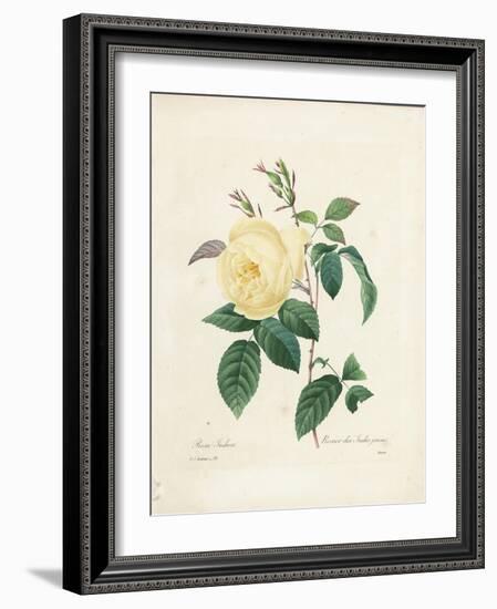 Yellow Rosa Indica-Pierre-Joseph Redouté-Framed Giclee Print