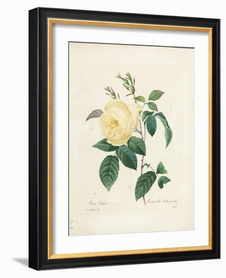 Yellow Rosa Indica-Pierre-Joseph Redouté-Framed Giclee Print