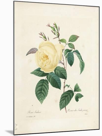 Yellow Rosa Indica-Pierre-Joseph Redouté-Mounted Giclee Print