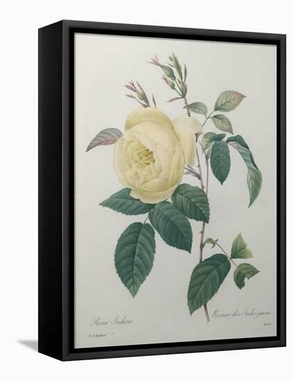 Yellow Rose of the Indies-Pierre-Joseph Redoute-Framed Stretched Canvas