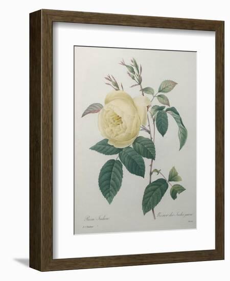 Yellow Rose of the Indies-Pierre-Joseph Redoute-Framed Art Print