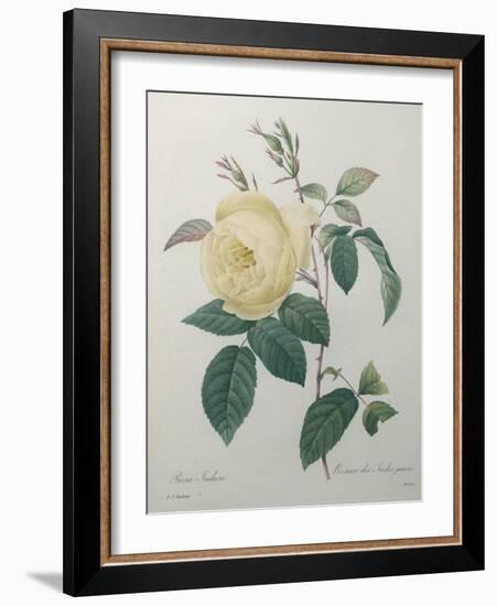 Yellow Rose of the Indies-Pierre-Joseph Redoute-Framed Art Print