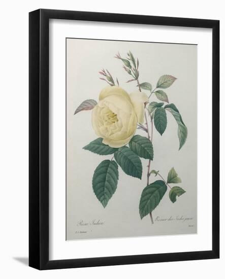 Yellow Rose of the Indies-Pierre-Joseph Redoute-Framed Art Print