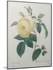 Yellow Rose of the Indies-Pierre-Joseph Redoute-Mounted Art Print