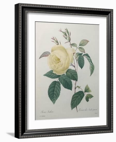 Yellow Rose of the Indies-Pierre-Joseph Redoute-Framed Art Print