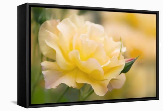 Yellow Rose (Rosa Hybrid)-Maria Mosolova-Framed Premier Image Canvas