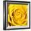 Yellow Rose-Joseph Eta-Framed Giclee Print