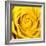 Yellow Rose-Joseph Eta-Framed Giclee Print