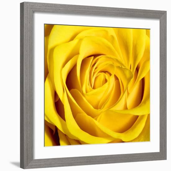 Yellow Rose-Joseph Eta-Framed Giclee Print