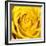 Yellow Rose-Joseph Eta-Framed Giclee Print