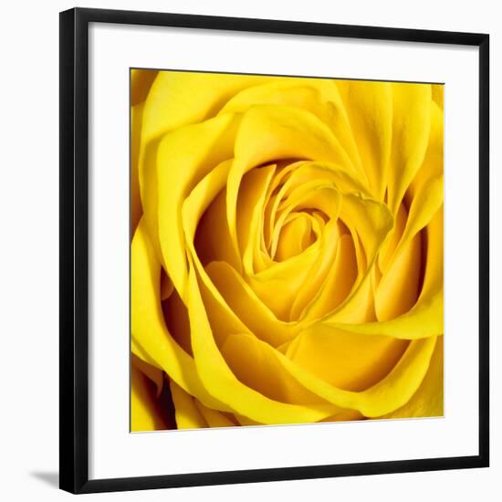 Yellow Rose-Joseph Eta-Framed Giclee Print