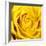 Yellow Rose-Joseph Eta-Framed Giclee Print