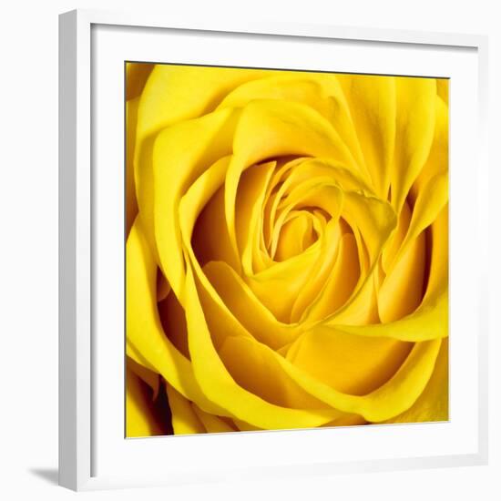 Yellow Rose-Joseph Eta-Framed Giclee Print