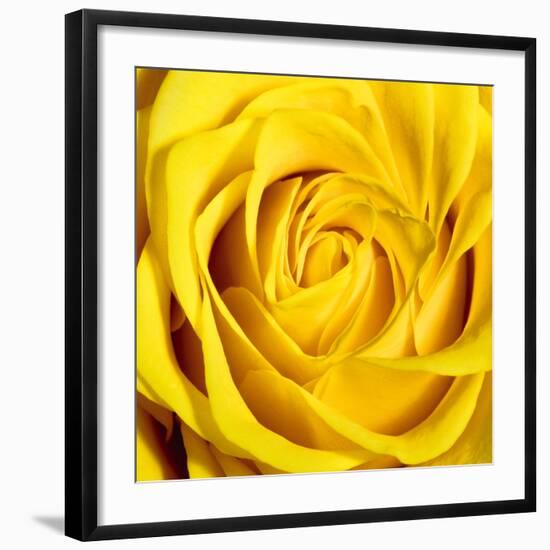 Yellow Rose-Joseph Eta-Framed Giclee Print