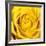 Yellow Rose-Joseph Eta-Framed Giclee Print