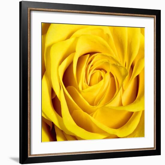 Yellow Rose-Joseph Eta-Framed Giclee Print