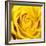 Yellow Rose-Joseph Eta-Framed Giclee Print