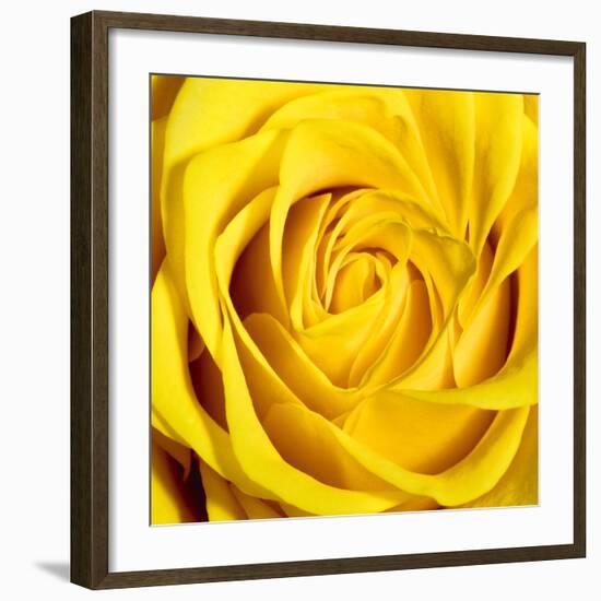 Yellow Rose-Joseph Eta-Framed Giclee Print