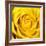 Yellow Rose-Joseph Eta-Framed Giclee Print