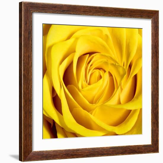 Yellow Rose-Joseph Eta-Framed Giclee Print