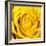 Yellow Rose-Joseph Eta-Framed Giclee Print