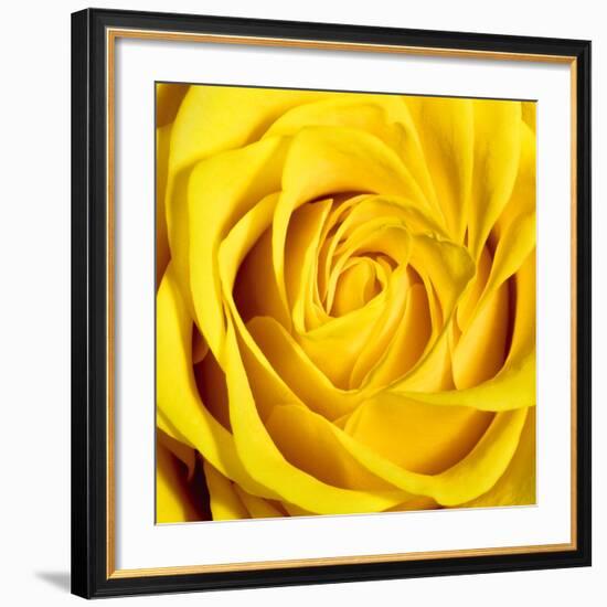 Yellow Rose-Joseph Eta-Framed Giclee Print
