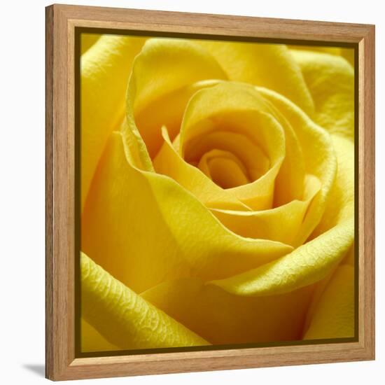 Yellow Rose-null-Framed Premier Image Canvas