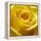 Yellow Rose-null-Framed Premier Image Canvas