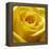 Yellow Rose-null-Framed Premier Image Canvas