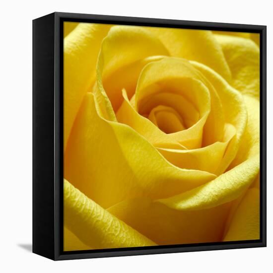 Yellow Rose-null-Framed Premier Image Canvas