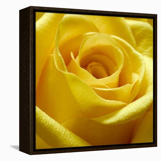 Yellow Rose-null-Framed Premier Image Canvas