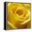 Yellow Rose-null-Framed Premier Image Canvas