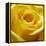 Yellow Rose-null-Framed Premier Image Canvas