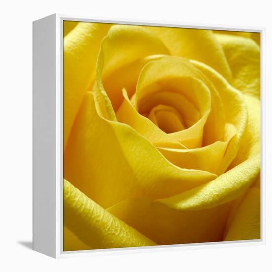 Yellow Rose-null-Framed Premier Image Canvas