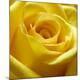 Premium Photographic Print