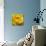 Yellow Rose-null-Photographic Print displayed on a wall