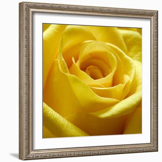 Yellow Rose-null-Framed Photographic Print