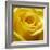 Yellow Rose-null-Framed Photographic Print