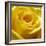 Yellow Rose-null-Framed Photographic Print