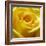 Yellow Rose-null-Framed Photographic Print