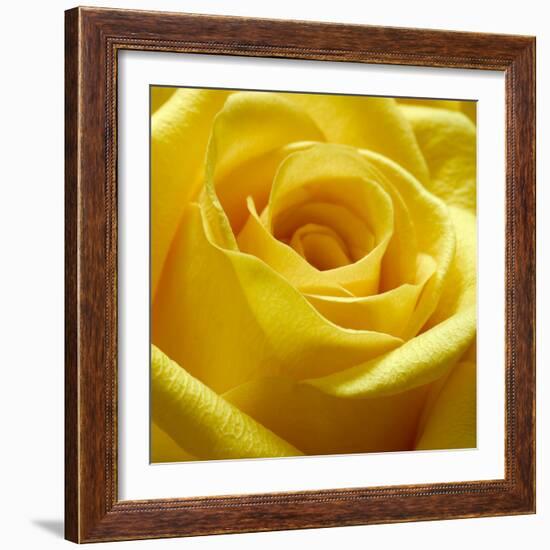 Yellow Rose-null-Framed Photographic Print