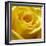 Yellow Rose-null-Framed Photographic Print