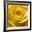 Yellow Rose-null-Framed Photographic Print