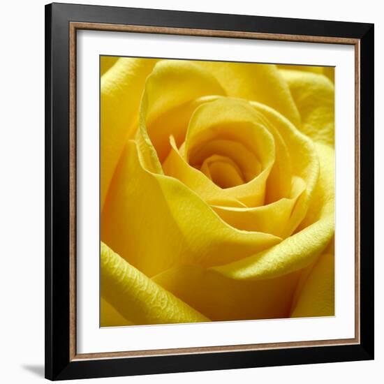 Yellow Rose-null-Framed Photographic Print