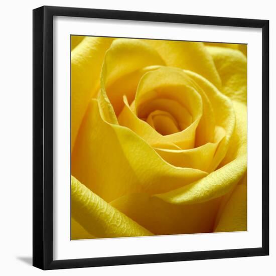 Yellow Rose-null-Framed Photographic Print