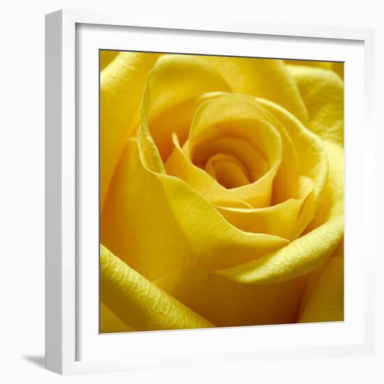 Yellow Rose-null-Framed Photographic Print