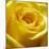 Yellow Rose-null-Mounted Photographic Print